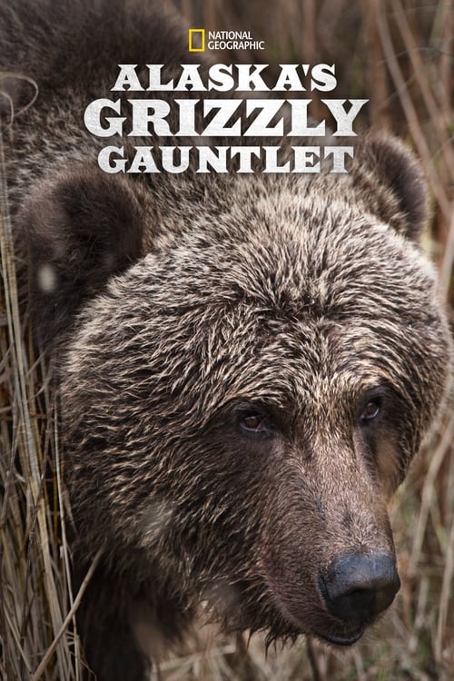 Alaska’s Grizzly Gauntlet : 1.Sezon 3.Bölüm